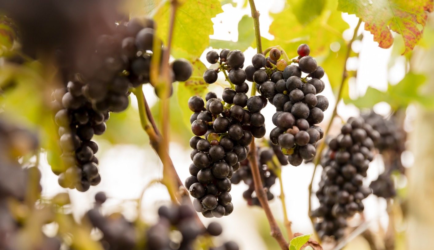Colheita uva pinot noir - Vinhedo da Vinícola Artesã, junto ao Restaurante Sauá, na Pousada Bicho do Mato  - Gonçalves MG