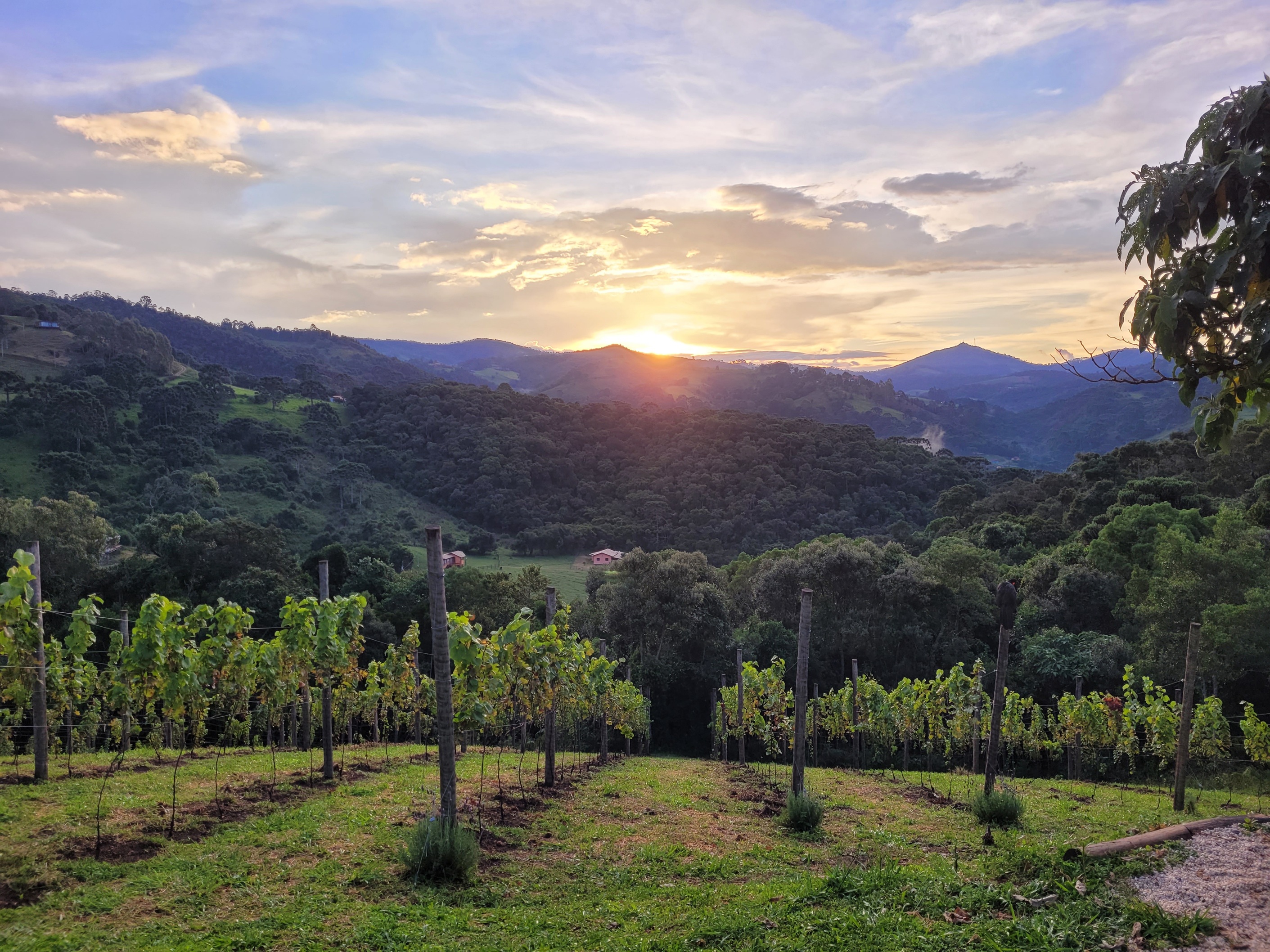 Pôr do Sol visto do Vinhedo de uvas pinot noir, para produção de espumante, na Pousada Bicho do Mato e Restaurante Sauá, Gonçalves MG, em parceria com a Vinícola Artesã- Gonçalves MG.